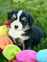 Arrow, a female Miniature Australian Shepherd for sale in Molalla, OR – Photo 2 of 5
