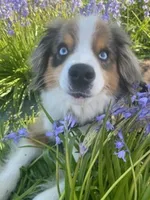 Oliver Blue, a male Miniature Australian Shepherd for sale in Molalla, OR – Photo 1 of 4