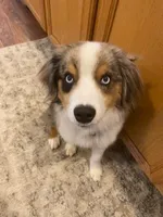 Oliver Blue, a male Miniature Australian Shepherd for sale in Molalla, OR – Photo 4 of 4