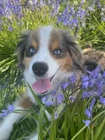 Oliver Blue, a male Miniature Australian Shepherd for sale in Molalla, OR – Photo 3 of 4