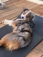 Oliver Blue, a male Miniature Australian Shepherd for sale in Molalla, OR – Photo 2 of 4