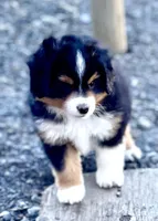 Izzie, a female Miniature Australian Shepherd for sale in Molalla, OR – Photo 1 of 9