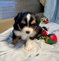 Izzie, a female Miniature Australian Shepherd for sale in Molalla, OR – Photo 5 of 9