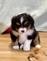 Izzie, a female Miniature Australian Shepherd for sale in Molalla, OR – Photo 7 of 9