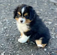 Izzie, a female Miniature Australian Shepherd for sale in Molalla, OR – Photo 3 of 9