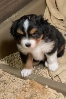 Izzie, a female Miniature Australian Shepherd for sale in Molalla, OR – Photo 9 of 9