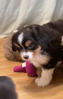 Izzie, a female Miniature Australian Shepherd for sale in Molalla, OR – Photo 4 of 9
