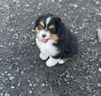 Izzie, a female Miniature Australian Shepherd for sale in Molalla, OR – Photo 2 of 9