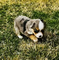 Maverick, a male Miniature American Shepherd for sale in Molalla, OR – Photo 4 of 5