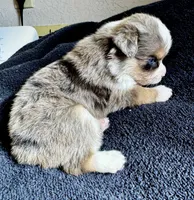 Maverick, a male Miniature American Shepherd for sale in Molalla, OR – Photo 2 of 3