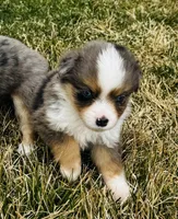 Maverick, a male Miniature American Shepherd for sale in Molalla, OR – Photo 2 of 5