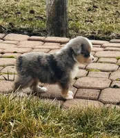 Maverick, a male Miniature American Shepherd for sale in Molalla, OR – Photo 3 of 5