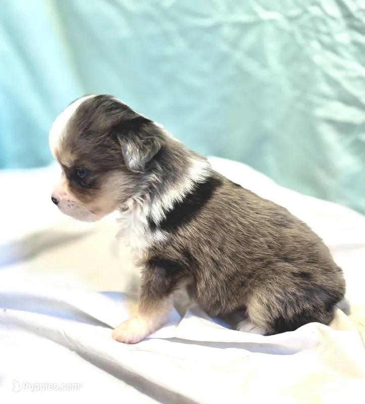 Maverick – Miniature American Shepherd puppy for sale in Molalla, OR