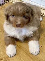 Cinnamon, a female Miniature Australian Shepherd for sale in Molalla, OR – Photo 4 of 4