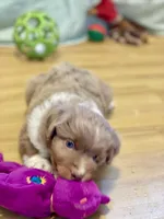 Cinnamon, a female Miniature Australian Shepherd for sale in Molalla, OR – Photo 2 of 4