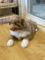 Cinnamon, a female Miniature Australian Shepherd for sale in Molalla, OR – Photo 1 of 4