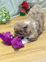 Cinnamon, a female Miniature Australian Shepherd for sale in Molalla, OR – Photo 3 of 4