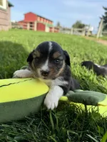 Camo, a female Miniature Australian Shepherd for sale in Molalla, OR – Photo 5 of 5