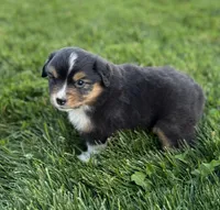 Camo, a female Miniature Australian Shepherd for sale in Molalla, OR – Photo 2 of 5