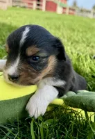 Camo, a female Miniature Australian Shepherd for sale in Molalla, OR – Photo 4 of 5