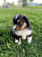 Camo, a female Miniature Australian Shepherd for sale in Molalla, OR – Photo 1 of 5