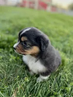 Camo, a female Miniature Australian Shepherd for sale in Molalla, OR – Photo 3 of 5