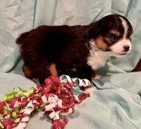 Zuki, a female Miniature Australian Shepherd for sale in Molalla, OR – Photo 7 of 7