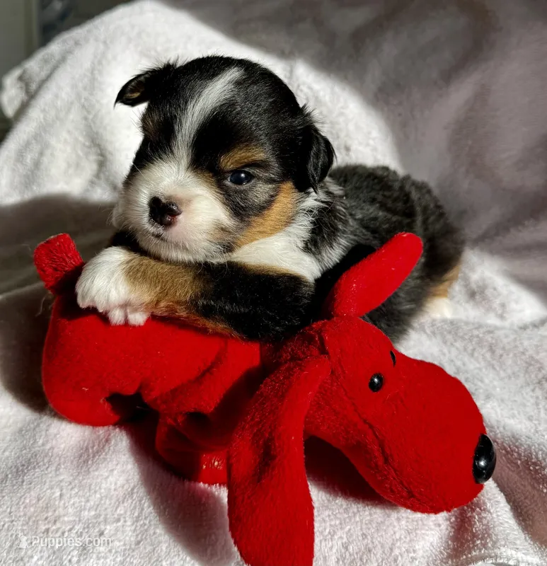 Zuki – Miniature Australian Shepherd puppy for sale in Molalla, OR
