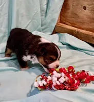 Zuki, a female Miniature Australian Shepherd for sale in Molalla, OR – Photo 6 of 7