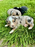 Spike, a male Miniature Australian Shepherd for sale in Molalla, OR – Photo 4 of 10