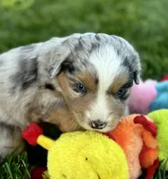 Spike, a male Miniature Australian Shepherd for sale in Molalla, OR – Photo 8 of 10
