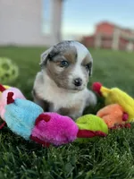 Spike, a male Miniature Australian Shepherd for sale in Molalla, OR – Photo 5 of 10