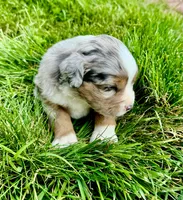 Spike, a male Miniature Australian Shepherd for sale in Molalla, OR – Photo 3 of 10