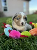 Spike, a male Miniature Australian Shepherd for sale in Molalla, OR – Photo 7 of 10