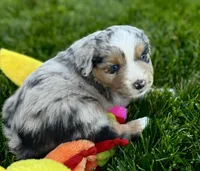 Spike, a male Miniature Australian Shepherd for sale in Molalla, OR – Photo 1 of 10
