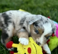 Spike, a male Miniature Australian Shepherd for sale in Molalla, OR – Photo 9 of 10