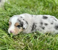 Spike, a male Miniature Australian Shepherd for sale in Molalla, OR – Photo 2 of 10