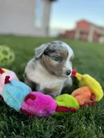 Spike, a male Miniature Australian Shepherd for sale in Molalla, OR – Photo 6 of 10