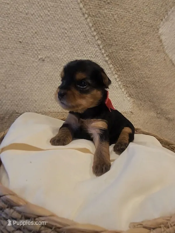 AKC   PUREBRED GIRL – Yorkshire Terrier puppy for sale in Buffalo, NY