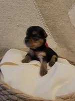 AKC   PUREBRED GIRL, a female Yorkshire Terrier for sale in Buffalo, NY – 1 of 1