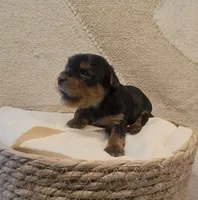 AKC PUREBRED BOY, a male Yorkshire Terrier for sale in Buffalo, NY – 2 of 2