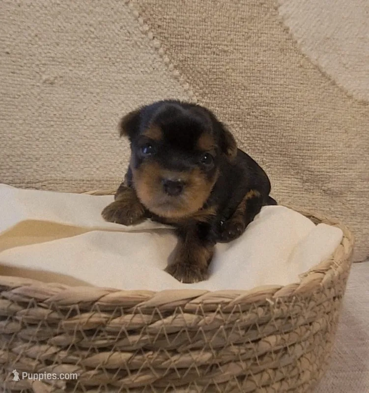 AKC PUREBRED BOY – Yorkshire Terrier puppy for sale in Buffalo, NY