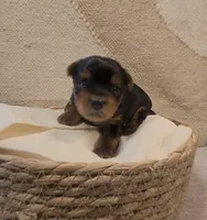 AKC PUREBRED BOY, a male Yorkshire Terrier for sale in Buffalo, NY – 1 of 2