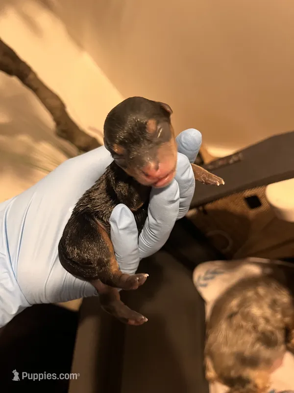 AKC   Purebred  – Yorkshire Terrier puppy for sale in Buffalo, NY