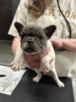 Clover, a male French Bulldog for sale in Pembroke, KY – Photo 3 of 5