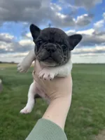 Clover, a male French Bulldog for sale in Pembroke, KY – Photo 2 of 5