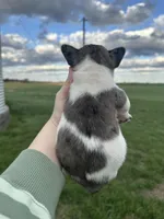 Clover, a male French Bulldog for sale in Pembroke, KY – Photo 5 of 5