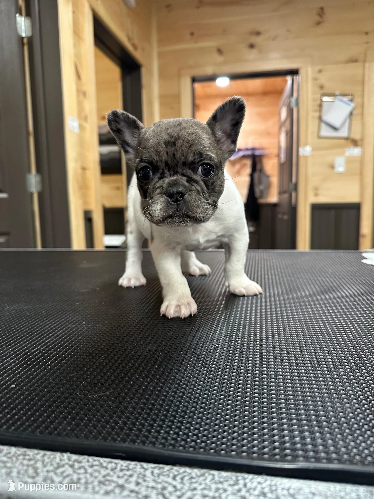 Clover – French Bulldog puppy for sale in Pembroke, KY