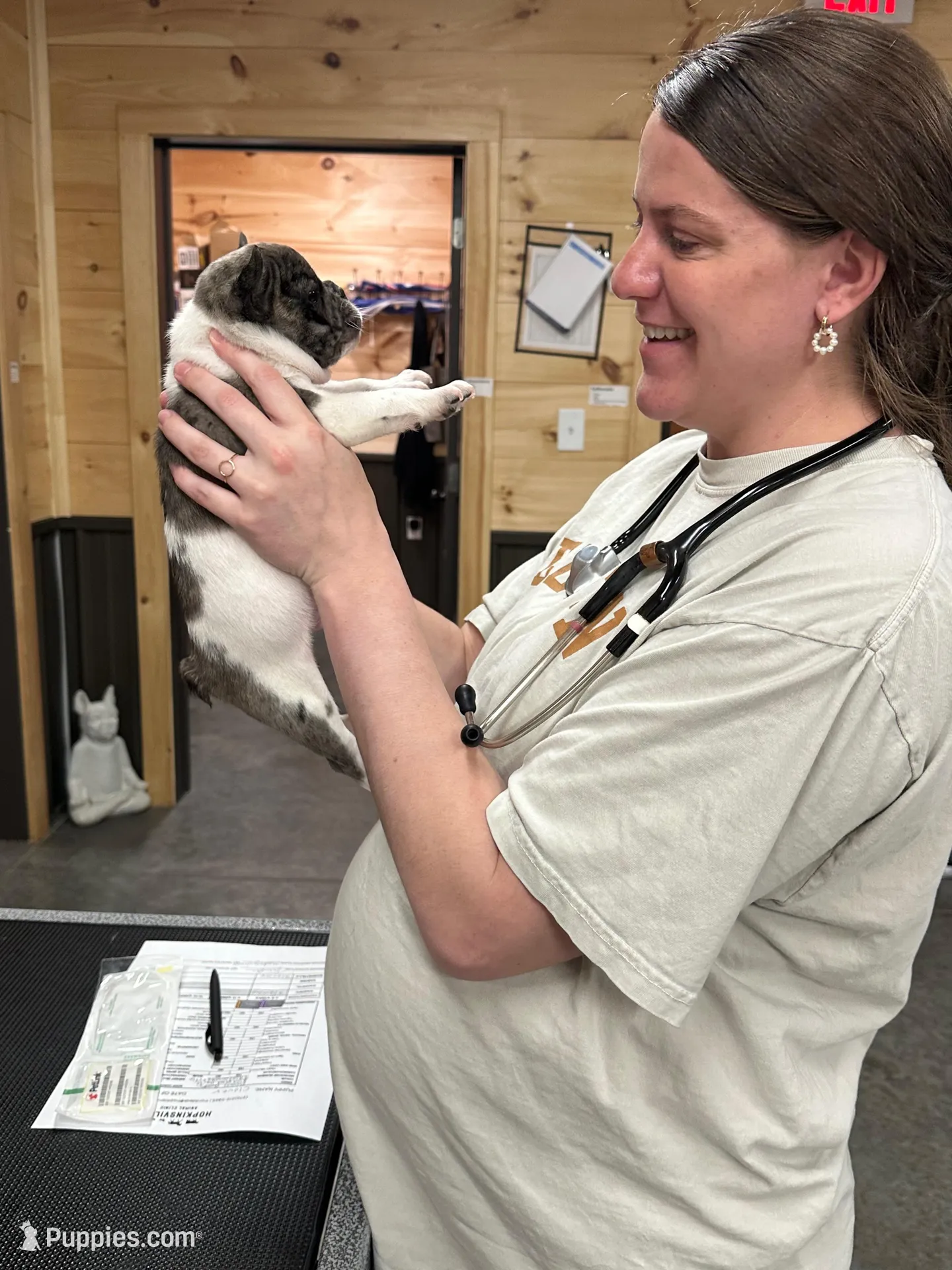 Clover, a male French Bulldog for sale in Pembroke, KY – Photo 4 of 5