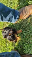 Nova, a female Silky Terrier and Yorkshire Terrier for sale in Hereford, PA – 4 of 8